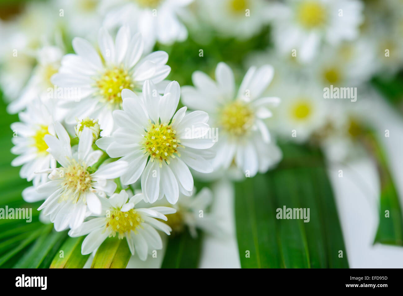 Daisy Flower Stockfoto