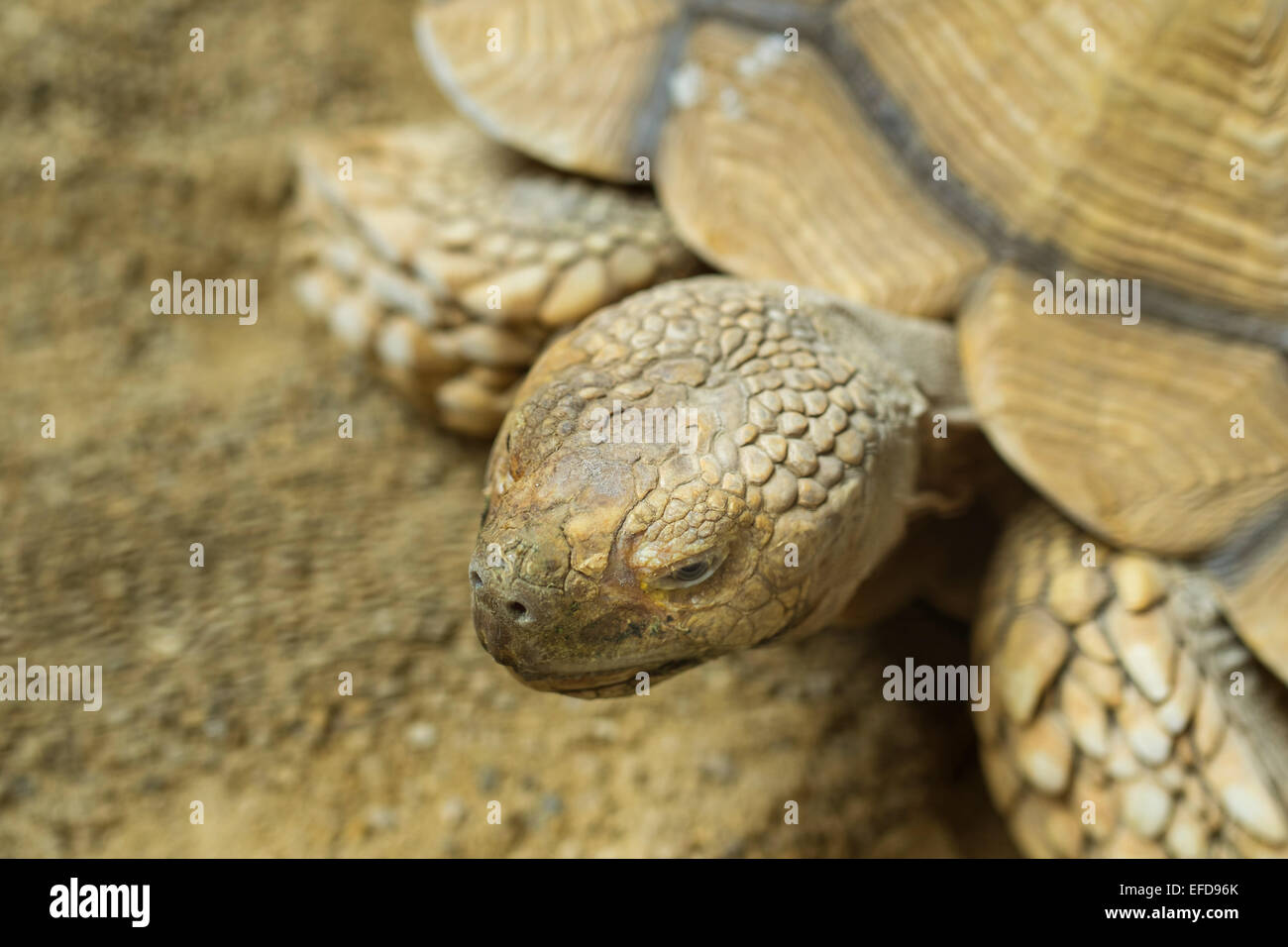 Schildkröte Stockfoto