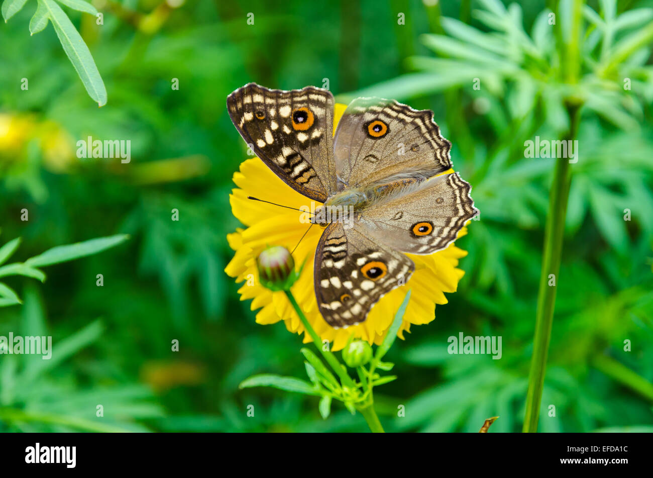 Draufsicht Junonia Lemonias oder Zitrone Stiefmütterchen ganz nah, es ist Brauner Schmetterling mit großen "Auge" Flecken auf den Flügeln Stockfoto
