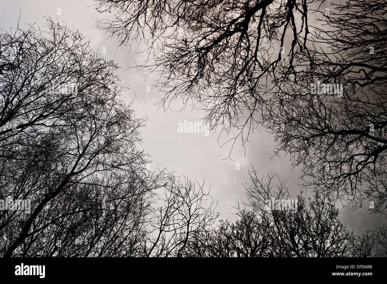 Winter-Baumkronen Stockfoto