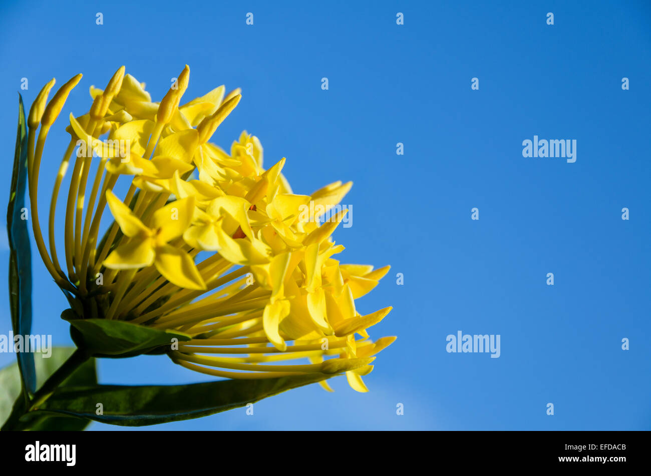 Nahaufnahme gelbe Ixora Coccinea Blume auf blauen Himmelshintergrund Stockfoto