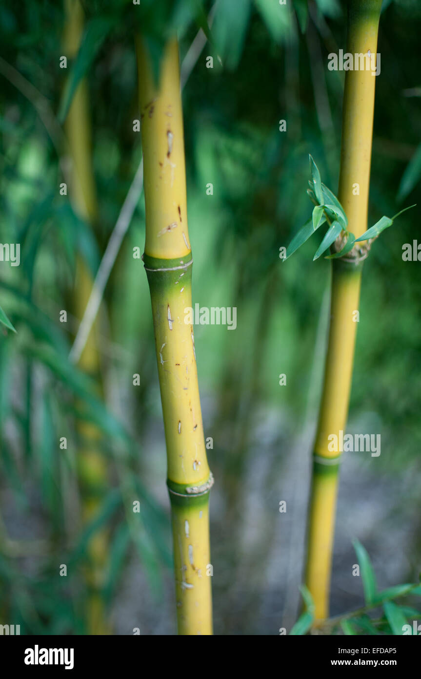 Bambus-Stiel Kew Stockfoto