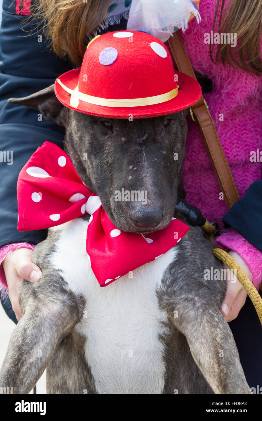 Tag des Hundes Kostüm im Karneval von Las Palmas auf Gran Canaria. Kanarische Inseln, Spanien Stockfoto