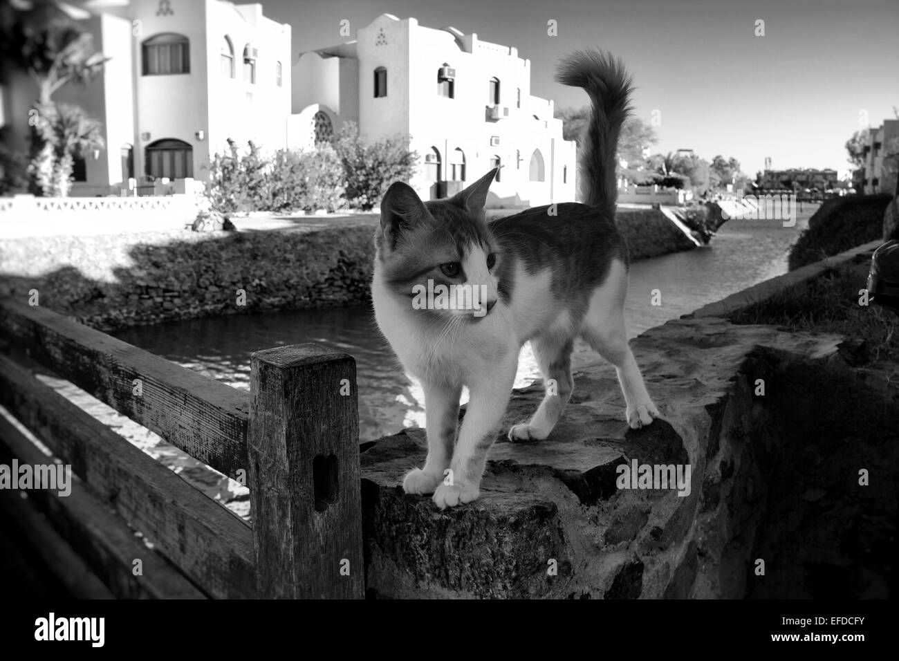 Luxushotels in ägyptischen Straße Katze in El Gouna, Ägypten Stockfoto