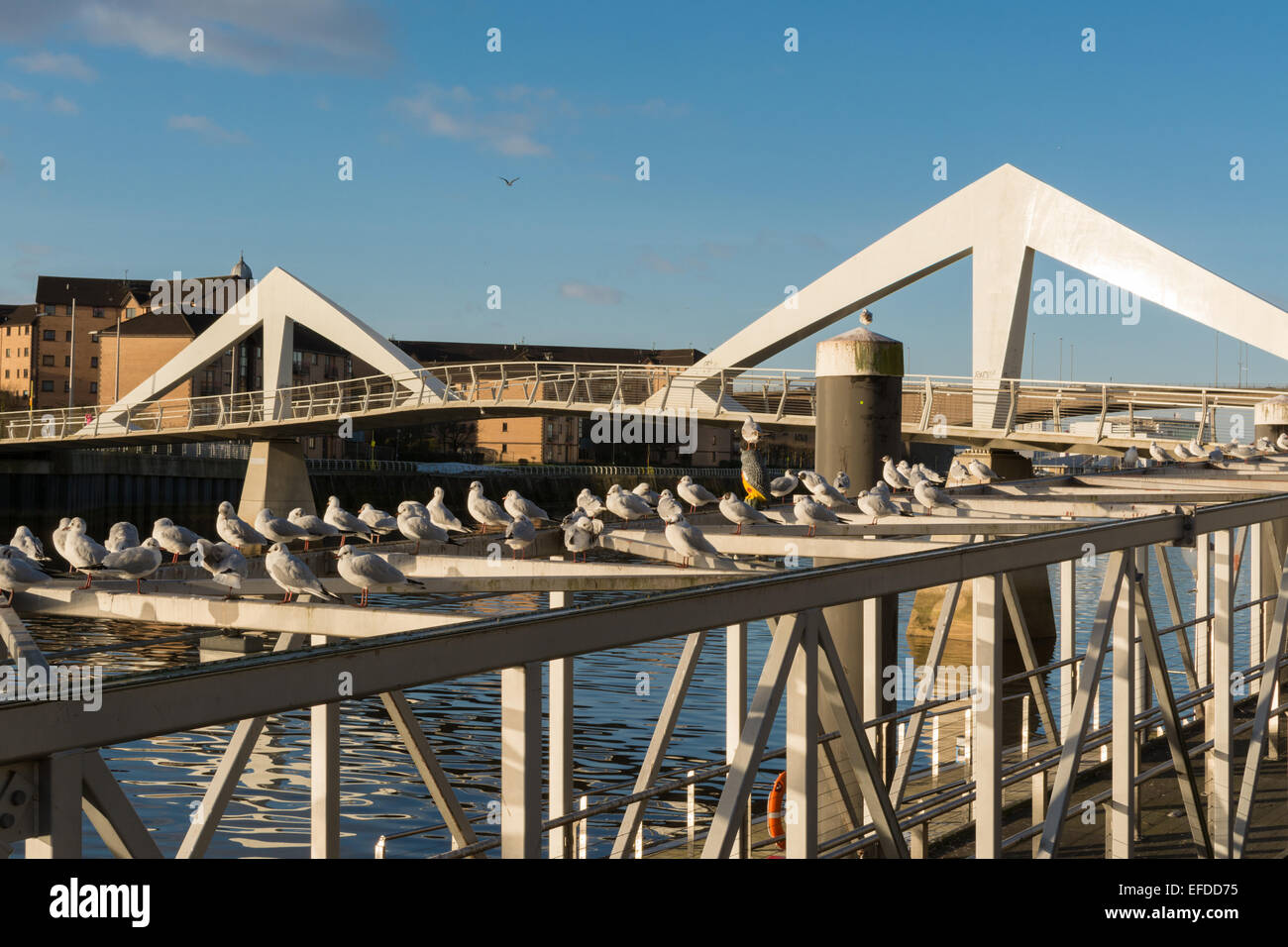 GLASGOW, Schottland - 1. Februar 2015: Möwen rund um Eule Vogel Nageltiereverscheucher durch die Tradeston (Wellenlinie) Brücke Stockfoto