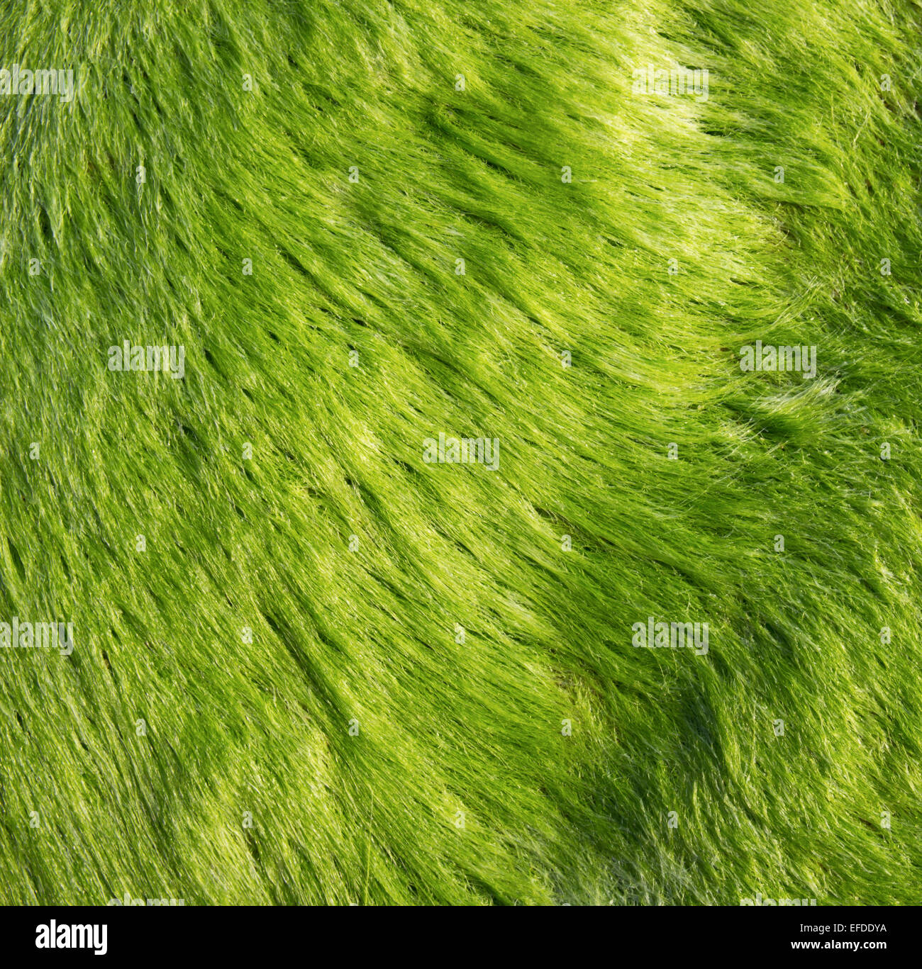 grünes Moos Teppich Hintergrund. Shinny Rasen Muster Stockfoto