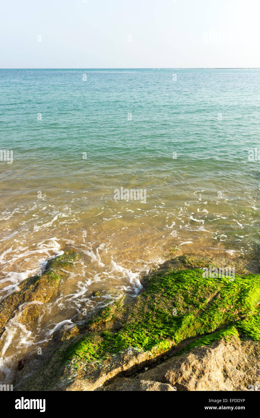 meergrün Moos Hintergrund, schöne Aussicht. Sandstrand mit Moos Rasen Stockfoto