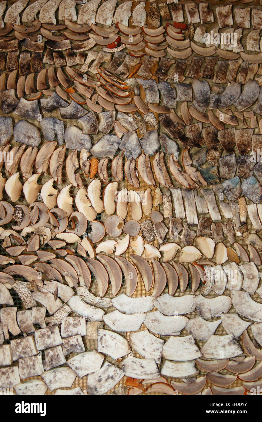 Scheiben von getrockneten Pilzen Stockfoto