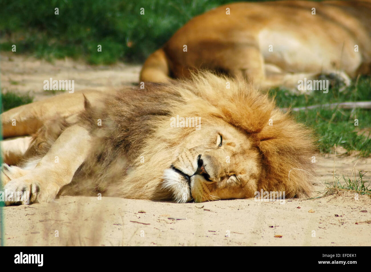 schlafende Löwen Stockfoto