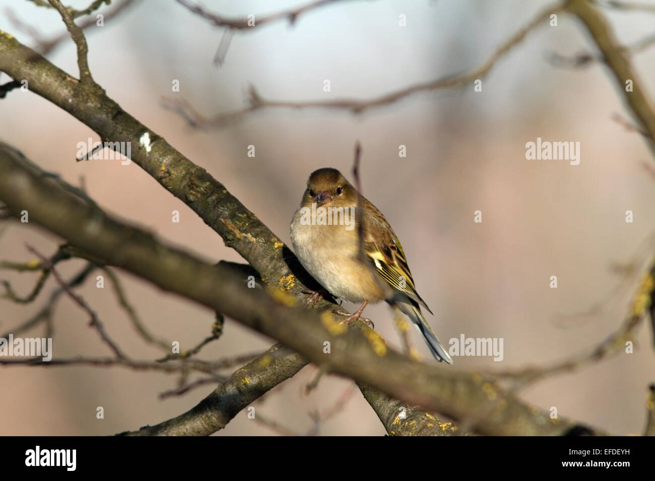 weibliche Fringilla Coelebs (europäische gemeinsame Buchfink) im Winterkleid thront auf Baum Stockfoto