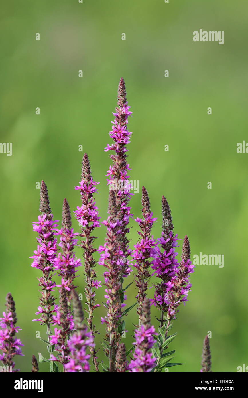 lila Blumen wachsen in den grünen Sommerwiese Stockfoto