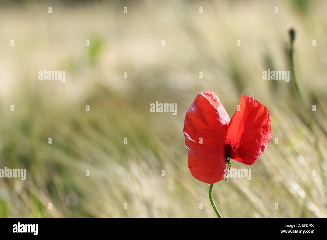 rote wilde Blume wächst im Maisfeld Stockfoto