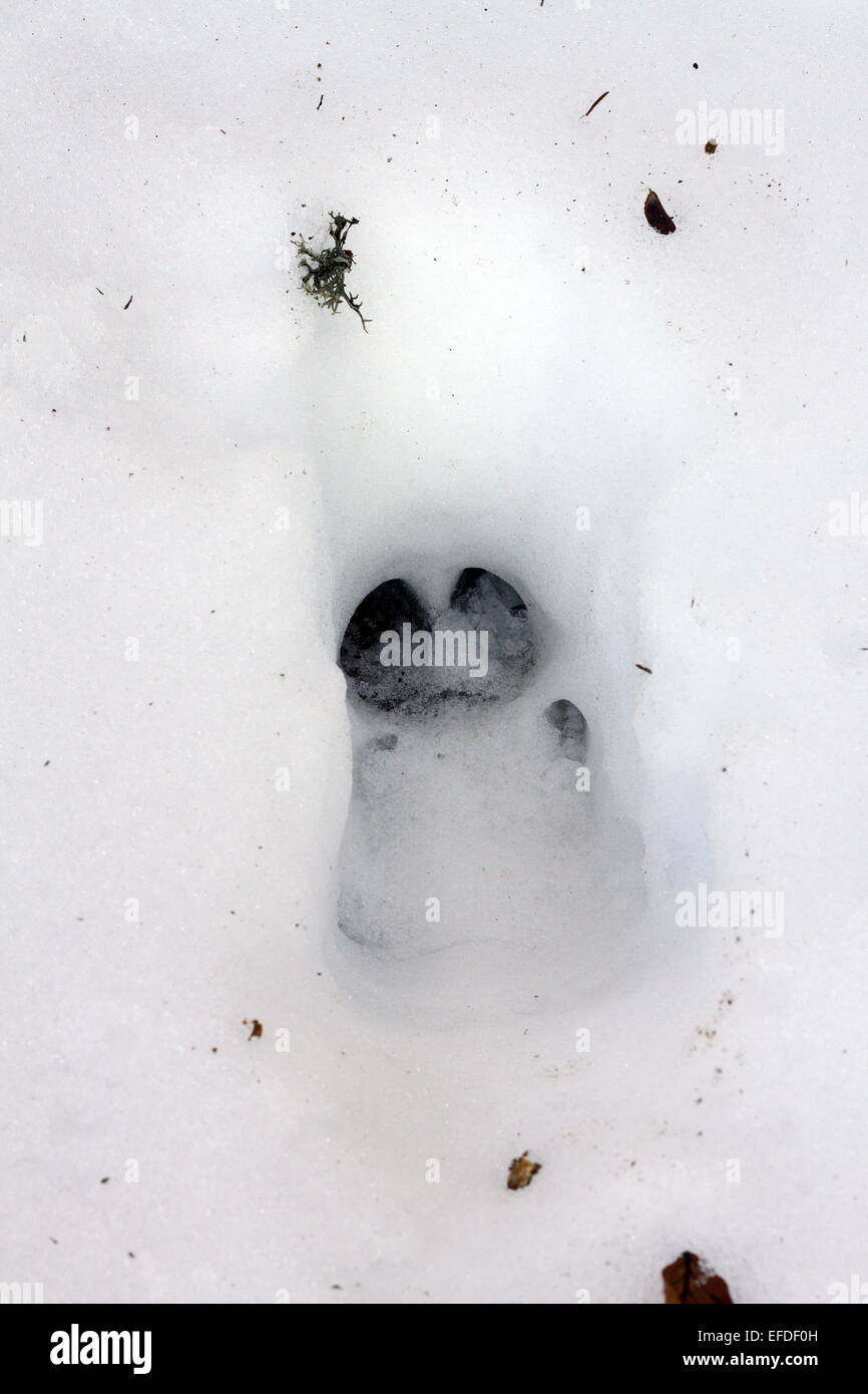 große Wildschwein (Sus Scrofa) Abdruck von einem großen Mann im Schnee Stockfoto