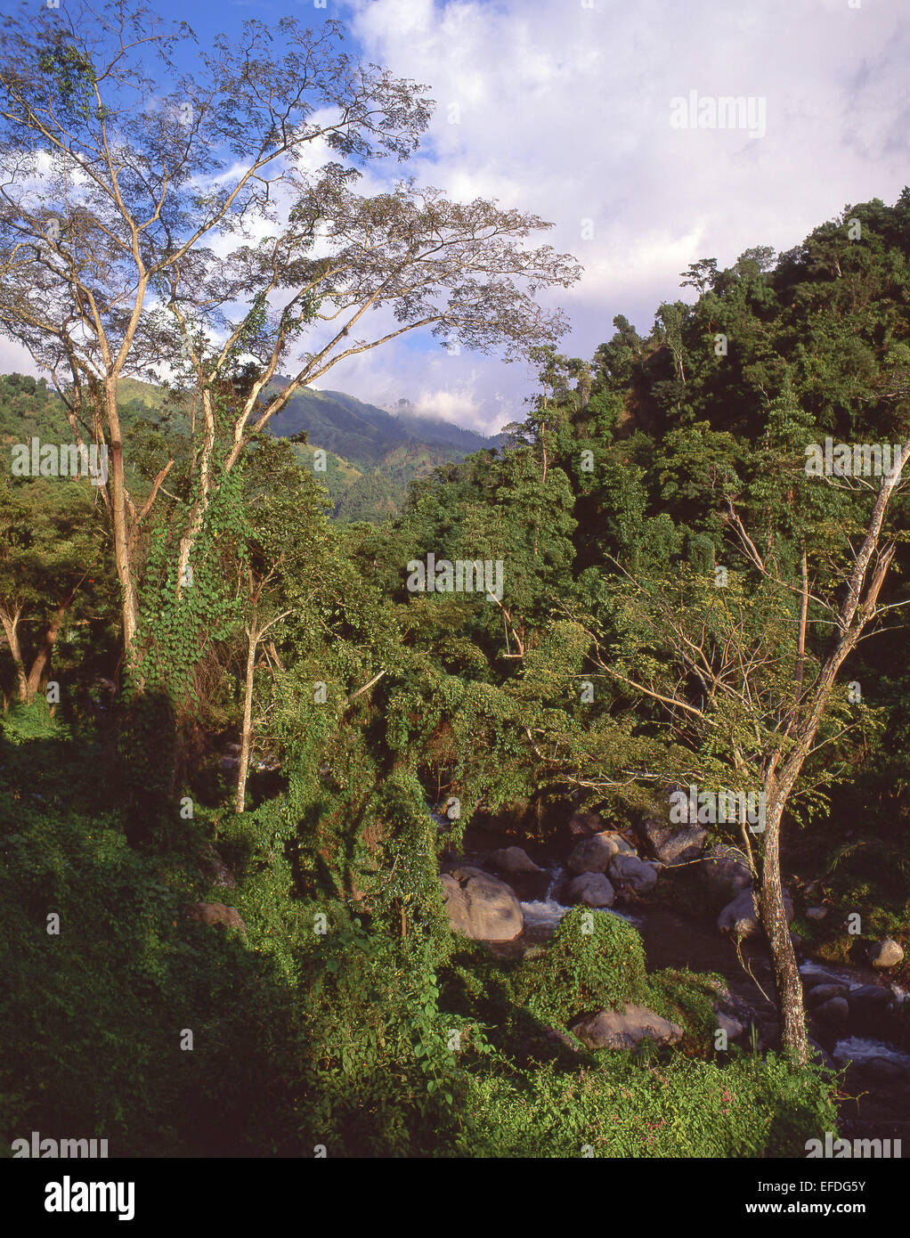 Die Blue Mountains in Jamaika, große Antillen, Caribbean Stockfoto