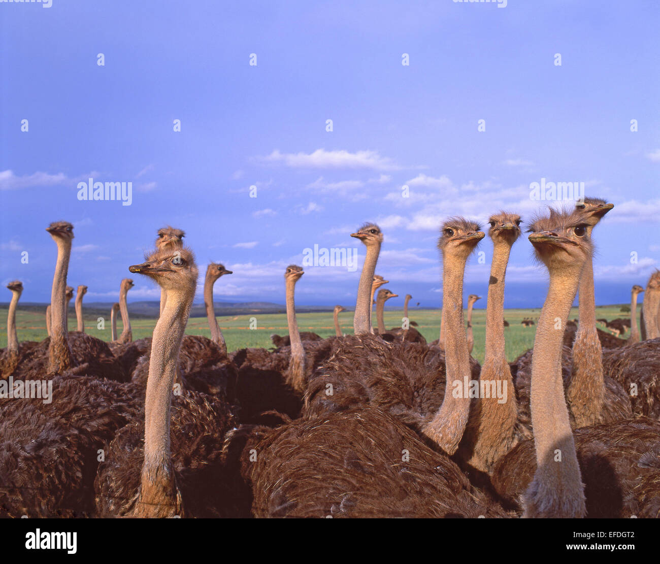 Strauß-Herde, Oudtshoorn Straußenfarm, Oudtshoorn, Western Cape, Südafrika Stockfoto