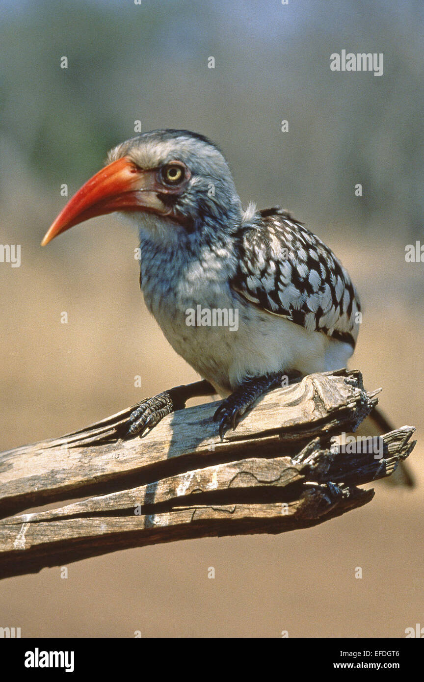 Südlichen rot-billed Hornbill (Tockus Erythrorhynchus), Klaserie Nature Reserve, Südafrika Stockfoto