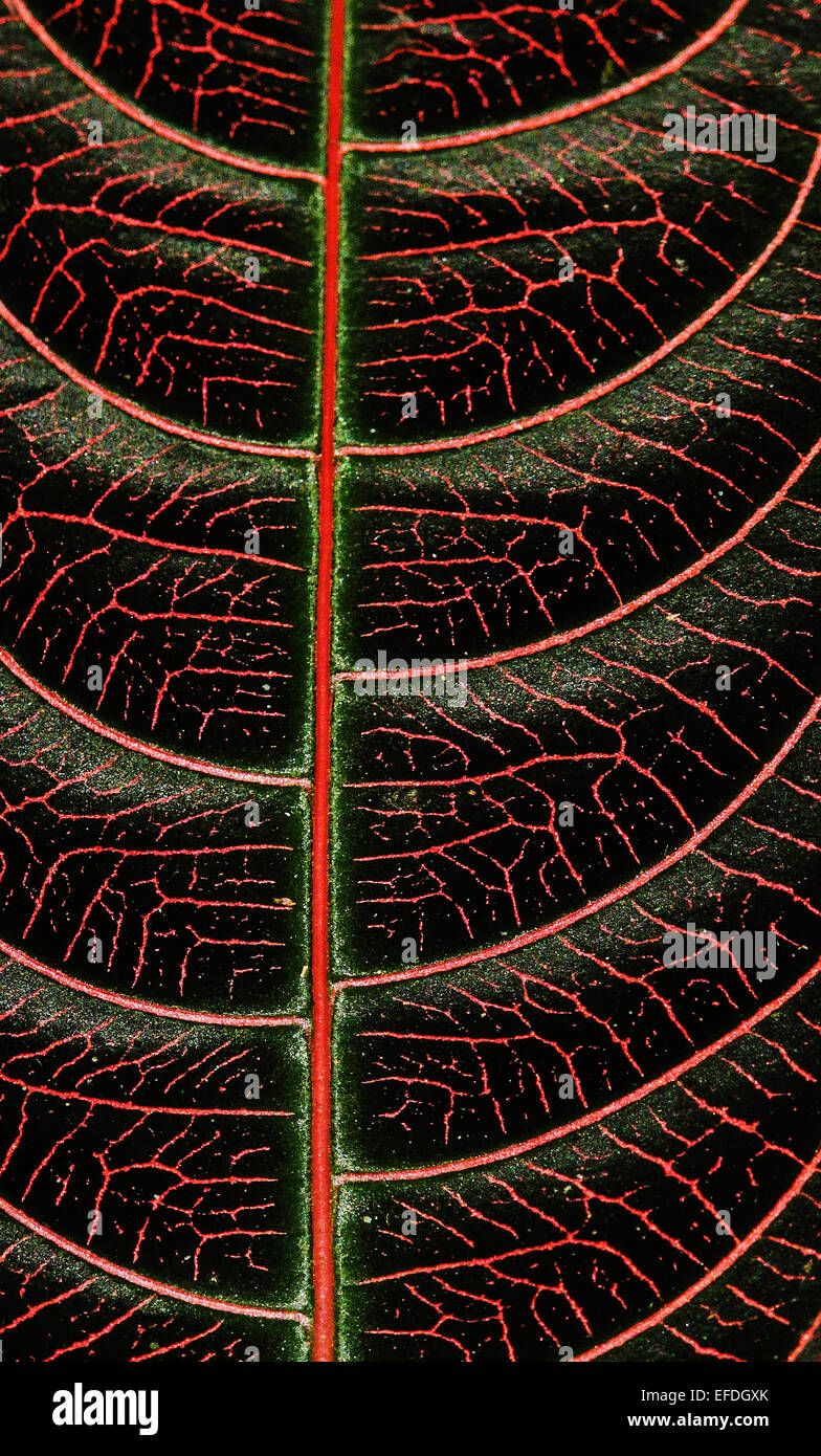 Rote Ader Muster in das dunkle grüne Blatt eines tropischen Bodens Wohnung Pflanze im Regenwald von Costa Rica Stockfoto
