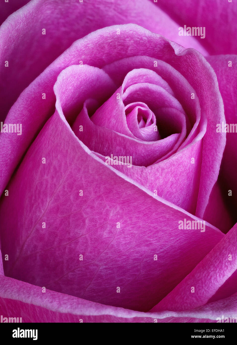 Herz eines rosa rose zeigt feine Details der Blütenblätter Stockfoto