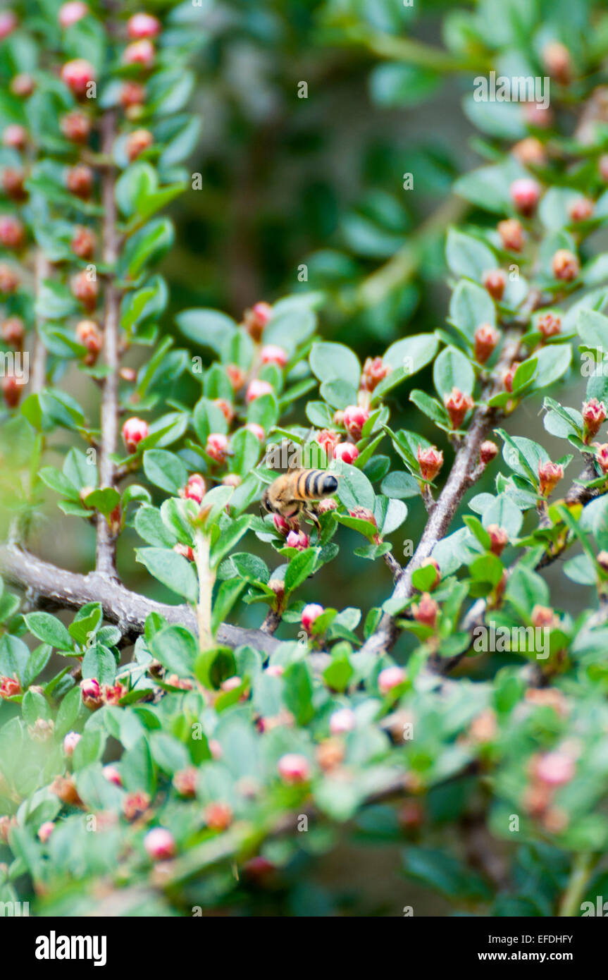 Makro im Giardino Stockfoto