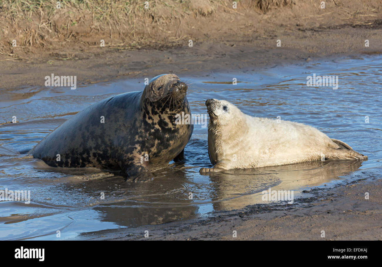 Grau zu versiegeln, Halichoerus Grypus, weibliche mit Welpen, Donna Nook nationale Naturreservat, Lincolnshire, England, UK Stockfoto