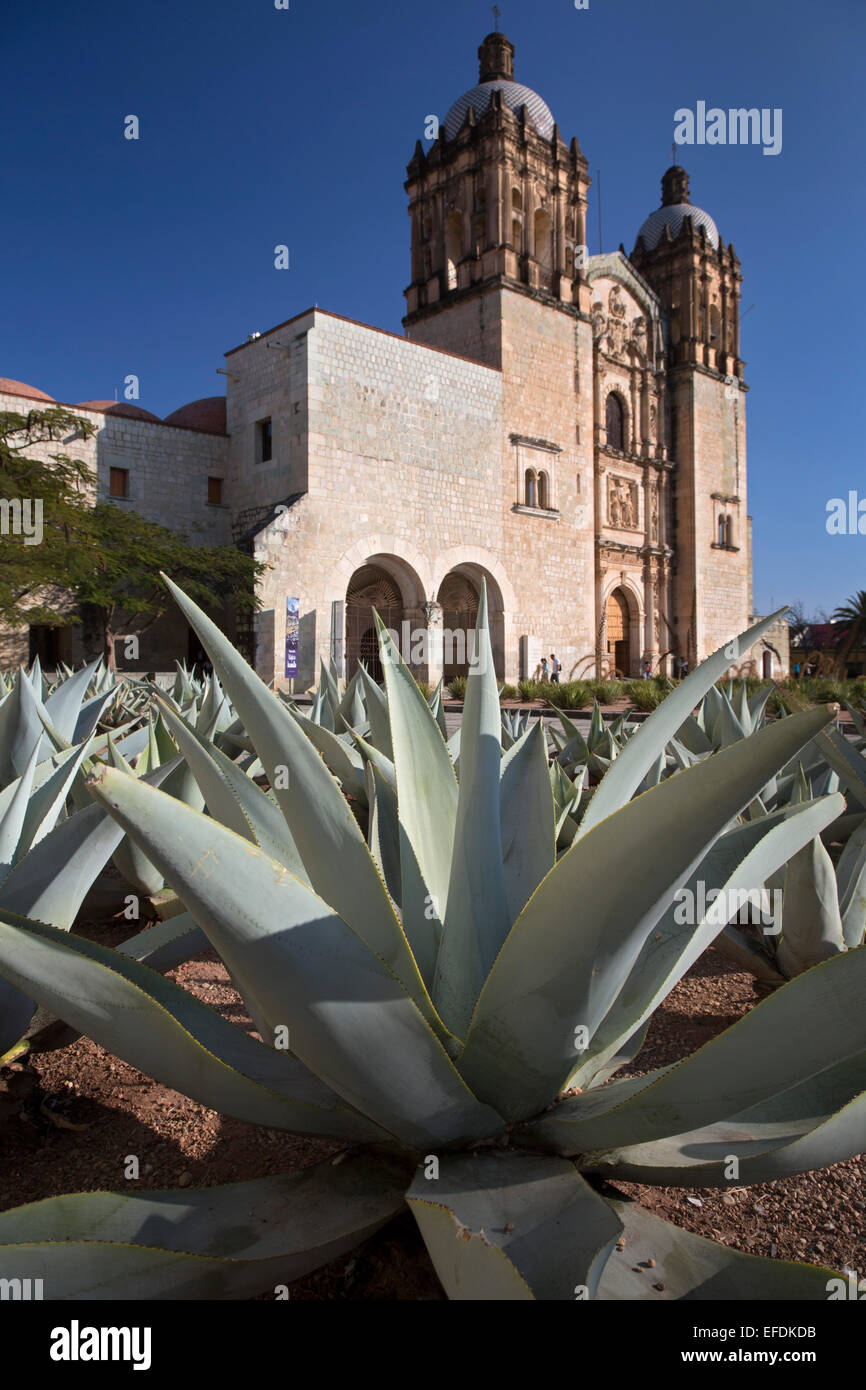 Oaxaca, Mexiko - Agaven wachsen vor Santo Domingo Kirche. Agave wird in der gesamten Provinz zu Mezcal angebaut. Stockfoto