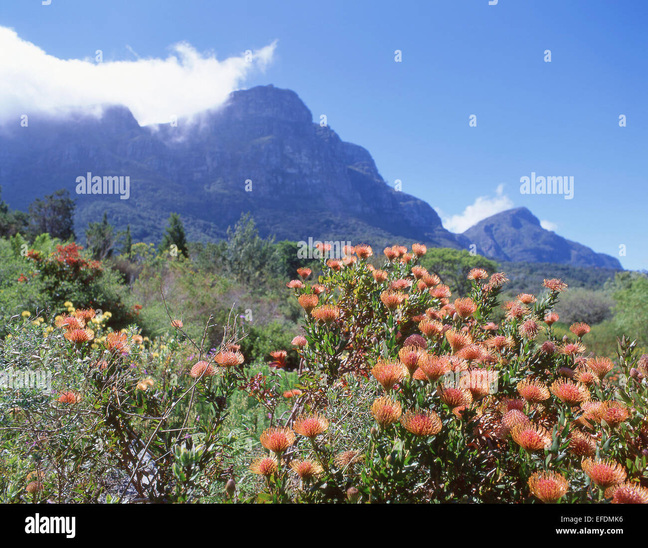 Kirstenbosch National Botanical Garden am Fuße der Tafelberg, Kapstadt, Westkap, Südafrika Stockfoto