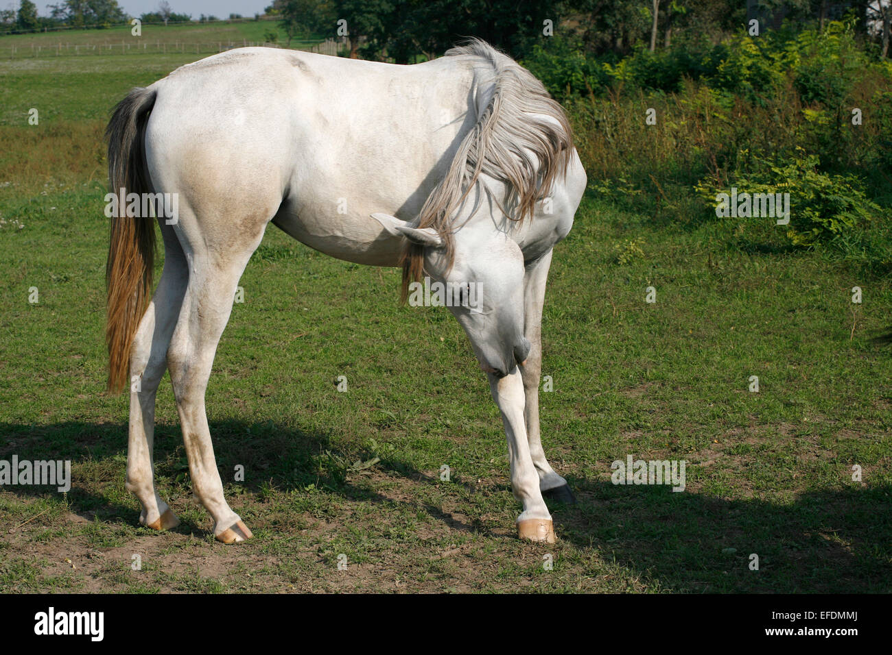 Schöne arabische weißes Pferd grasen auf der Sommerwiese Stockfoto