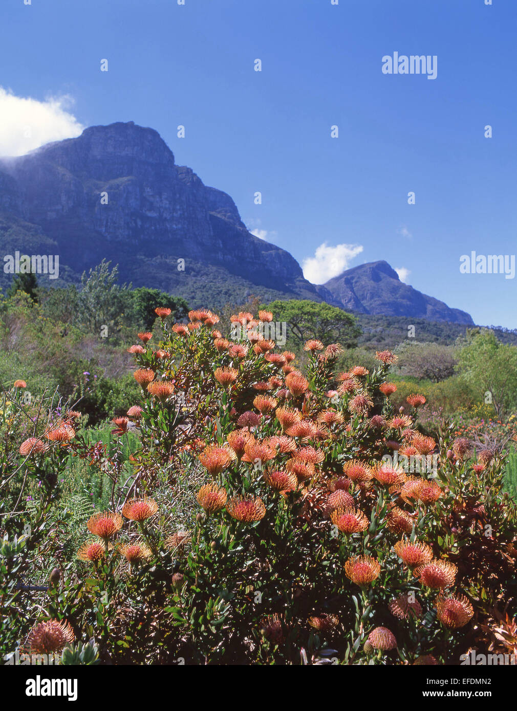 Kirstenbosch National Botanical Garden am Fuße der Tafelberg, Kapstadt, Westkap, Südafrika Stockfoto