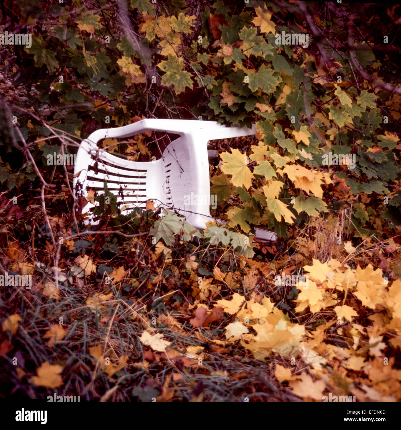 Umgedrehter weißer Plastikstuhl im Herbstgarten Herbstherbstlaub Stockfoto