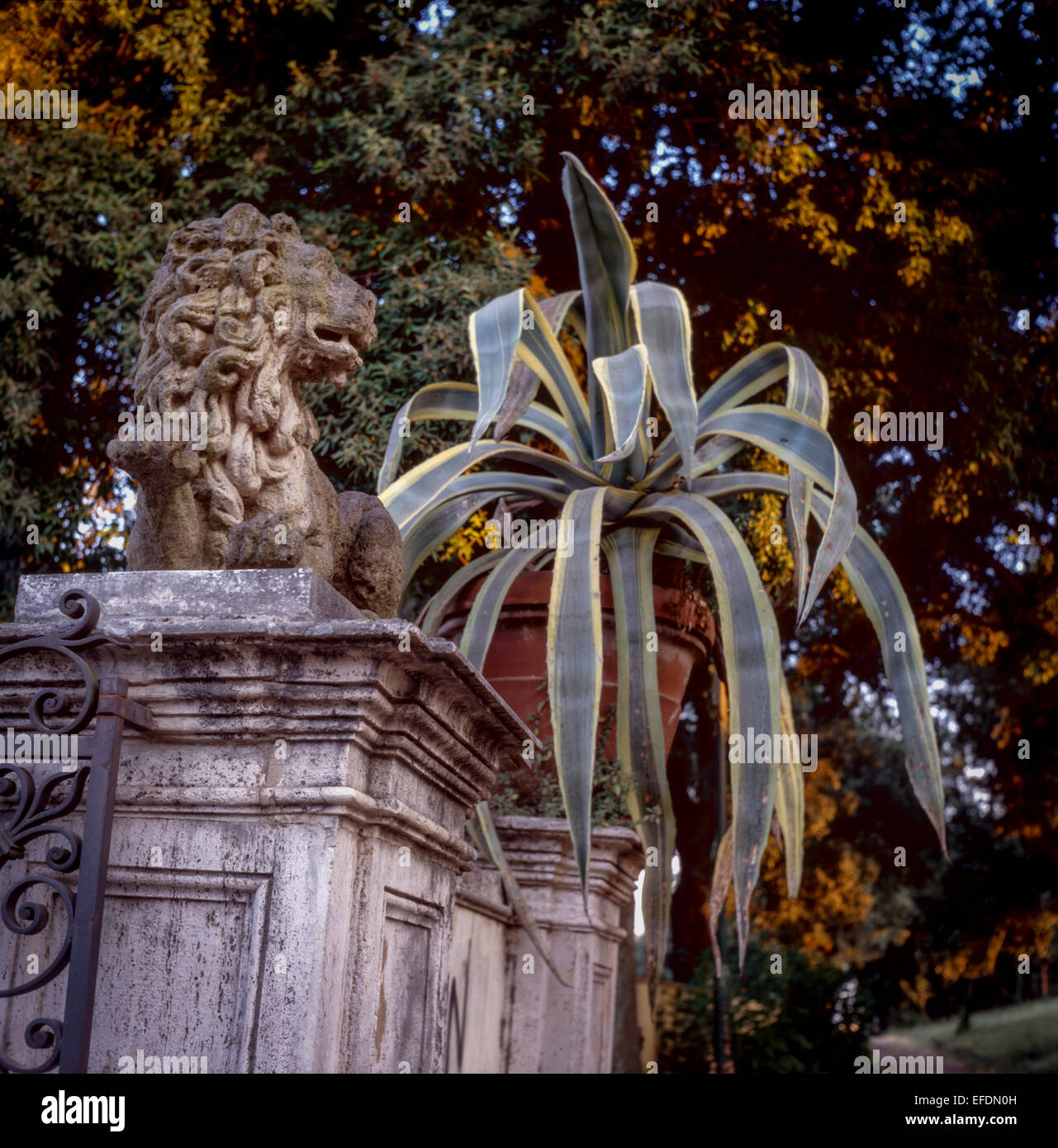 Agave im Topf, Garten Rom, Italien Agave Topf Stockfoto