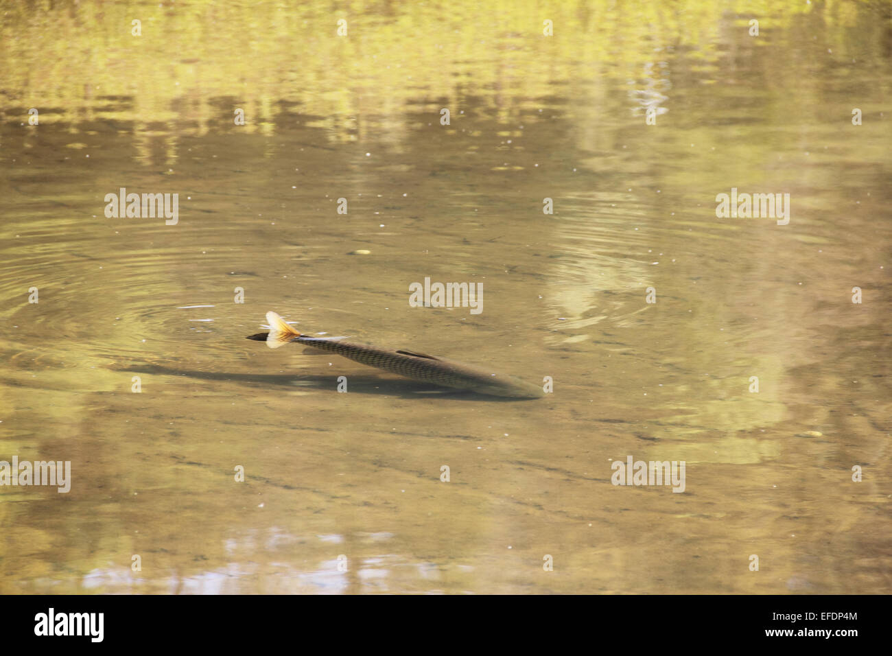 Die Bachforelle (Salmo Trutta) in transparente Teich Stockfotografie