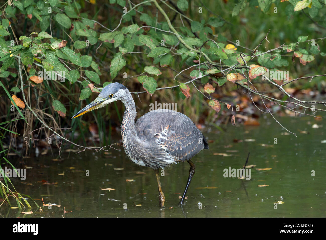 Juvenile Great Blue Heron Fischen Angeln in einen flachen Pool, Reifel Vogelschutzgebiet Westham Island, Britisch-Kolumbien Stockfoto