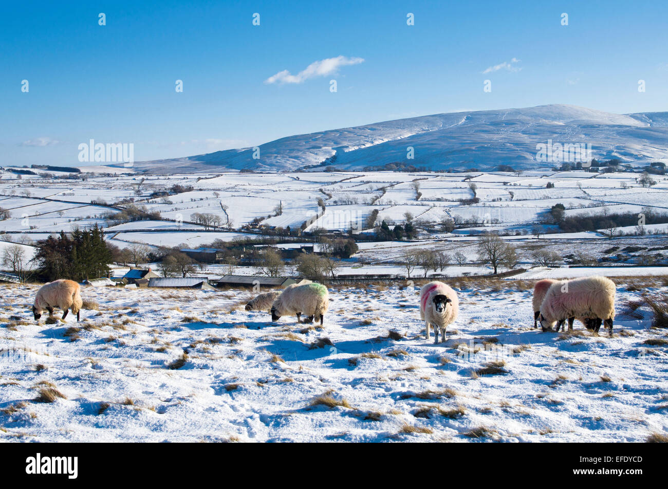 Seenplatte, Cumbria, UK. 1. Februar 2015. UK-Wetter: Nach den letzten Schneefällen, Schafe grasen im Schnee auf der Weide Hochmoor am nördlichen Fjälls in der Nähe von Caldbeck, Lake District, Cumbria, England UK. Bildnachweis: Julie Fryer/Alamy Live-Nachrichten Stockfoto