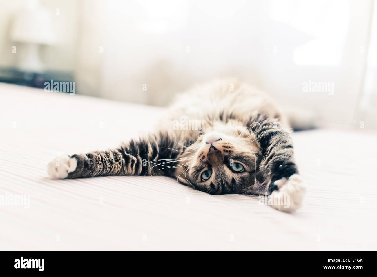 Graue Katze auf Bett liegend und stretching Stockfoto