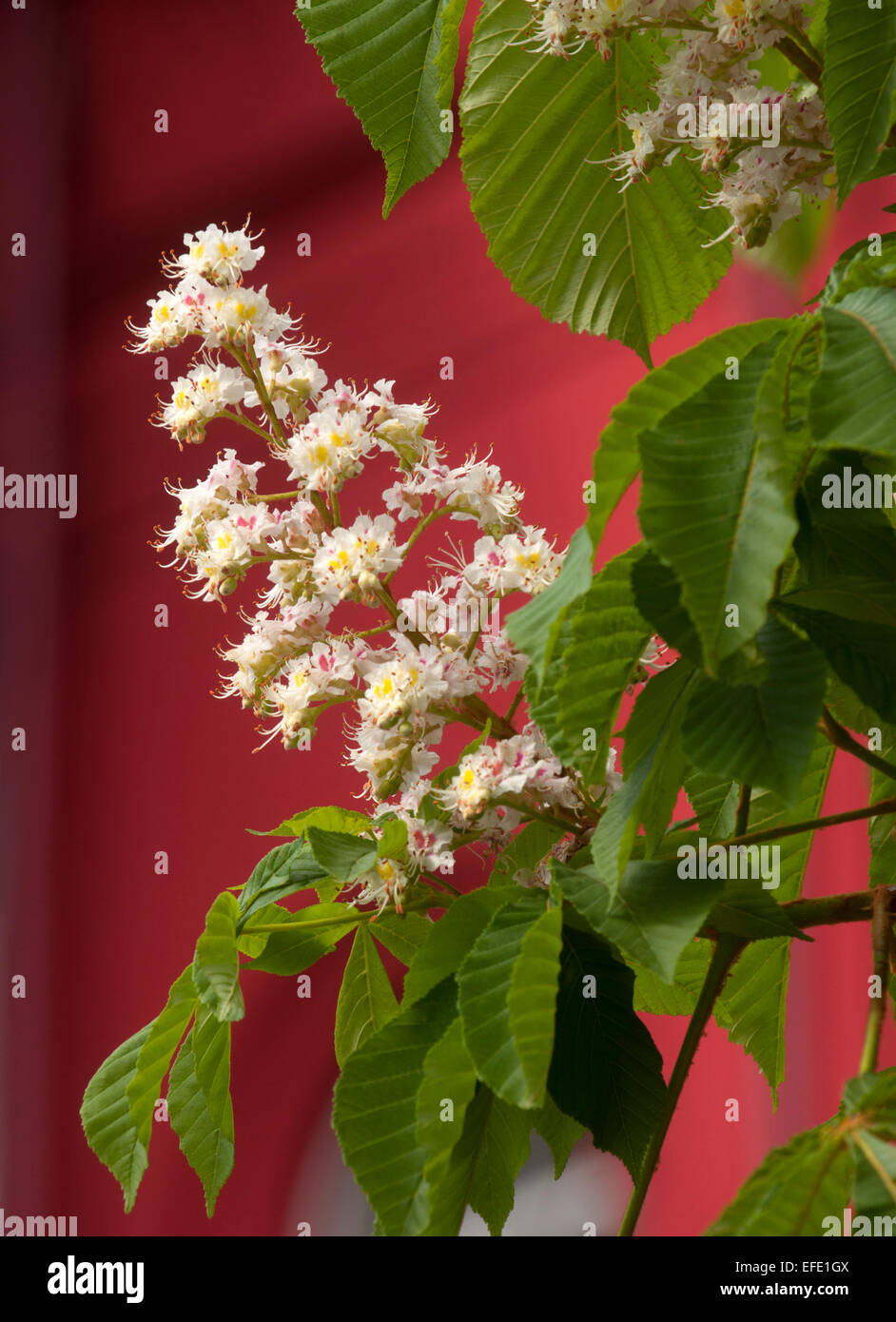 Dies ist eine Nahaufnahme von blühenden Kastanienbaum Blüten. Weiße Blüten befinden sich vor dem roten Hintergrund. Stockfoto