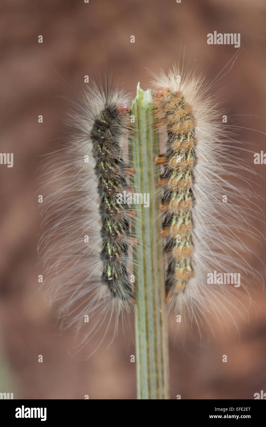 Zwei Raupen Essen einen Stiel Stockfoto