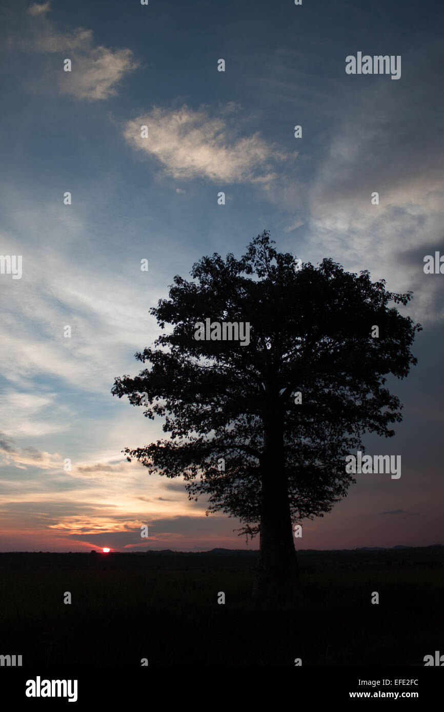 Sambische Sonnenuntergang erfüllten Baum Stockfoto