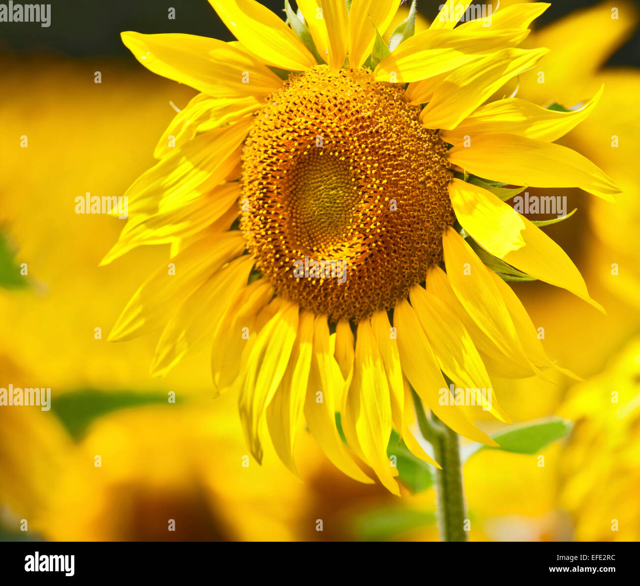 Leuchtend gelbe Sonnenblumen in einem Feld in Frankreich Stockfoto
