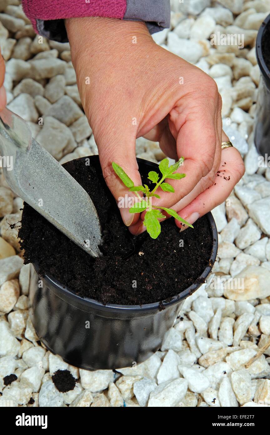 Umpflanzen Ailsa Craig tomate Sämling. Stockfoto