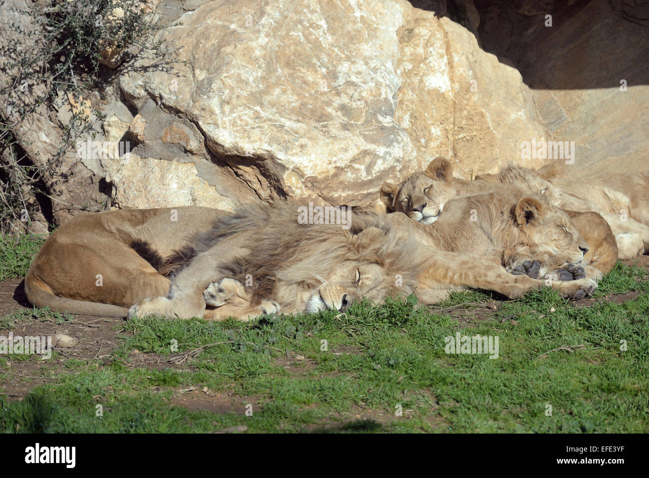 Angola-Löwen schlafen Stockfoto
