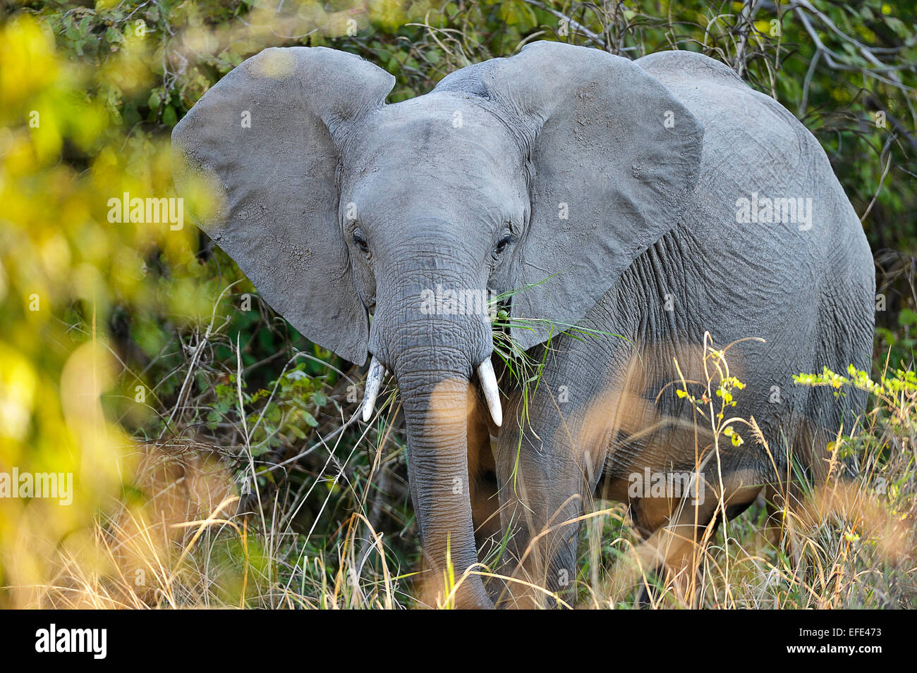 Afrikanischer Elefant (Loxodonta Africana) Fütterung in den Büschen, South Luangwa Nationalpark, Sambia Stockfoto