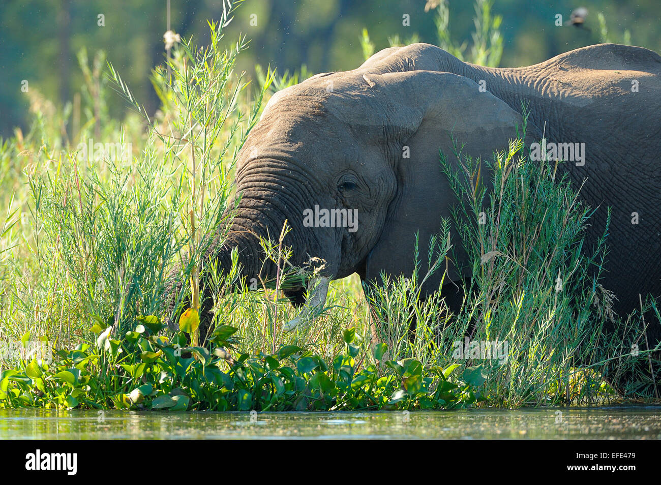 Afrikanischer Elefant (Loxodonta Africana) Fütterung auf des Wassers Kante, Sambesi, Lower Zambezi National Park, Sambia Stockfoto