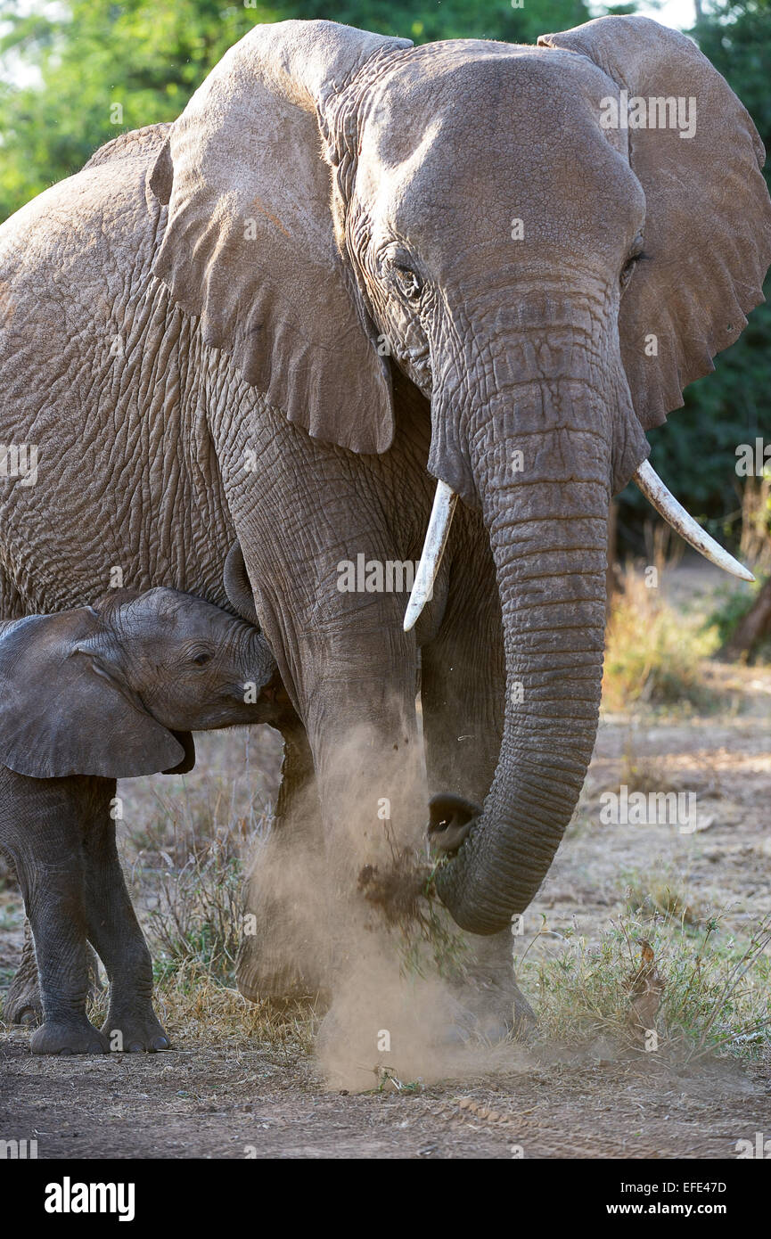 Afrikanischer Elefant (Loxodonta Africana), Weibchen mit jungen, Samburu National Reserve, Kenia Stockfoto