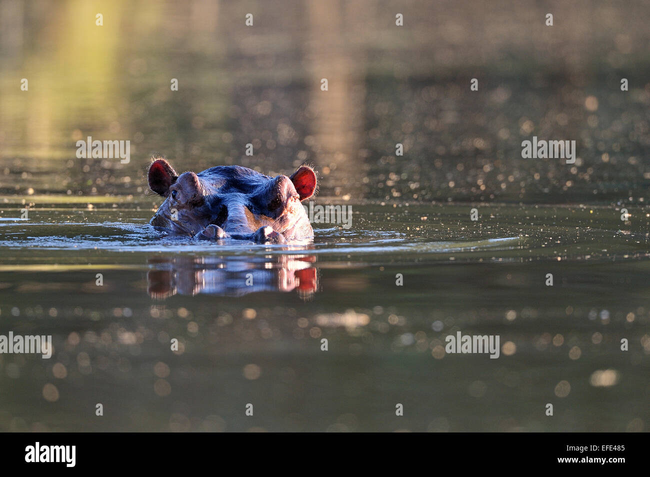 Flusspferd (Hippopotamus Amphibicus), Portrait in Wasser, Hintergrundbeleuchtung, Nebenfluss des Sambesi Lower Zambezi National Park, Sambia Stockfoto