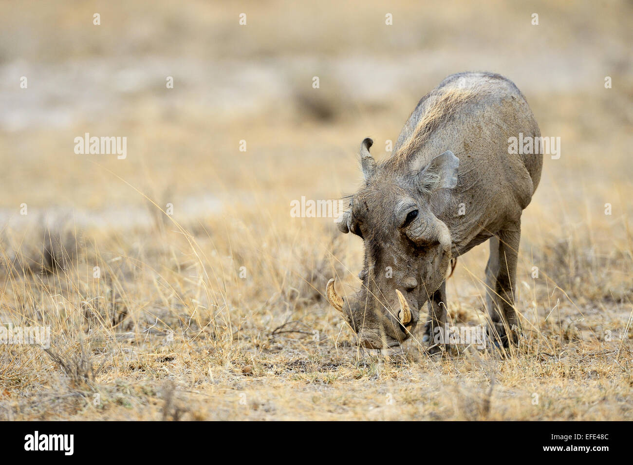 Wüste Warzenschwein (Phacochoerus Aethiopicus), Buffalo Springfield National Reserve, Kenia Stockfoto