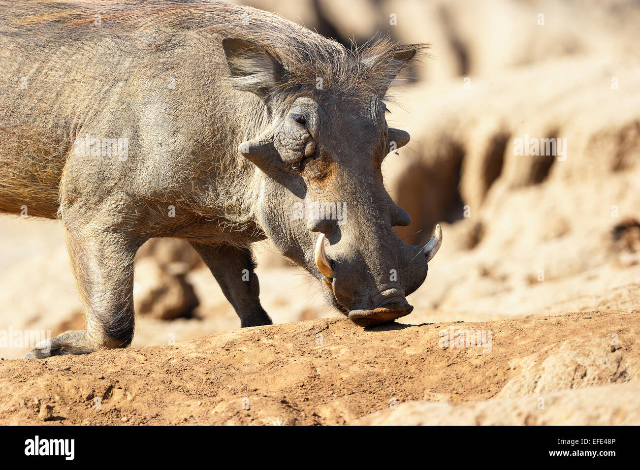 Warzenschwein (Phacochoerus Africanus), Wildschweine, die Einnahme von Mineralien, Lower Zambezi National Park, Sambia Stockfoto