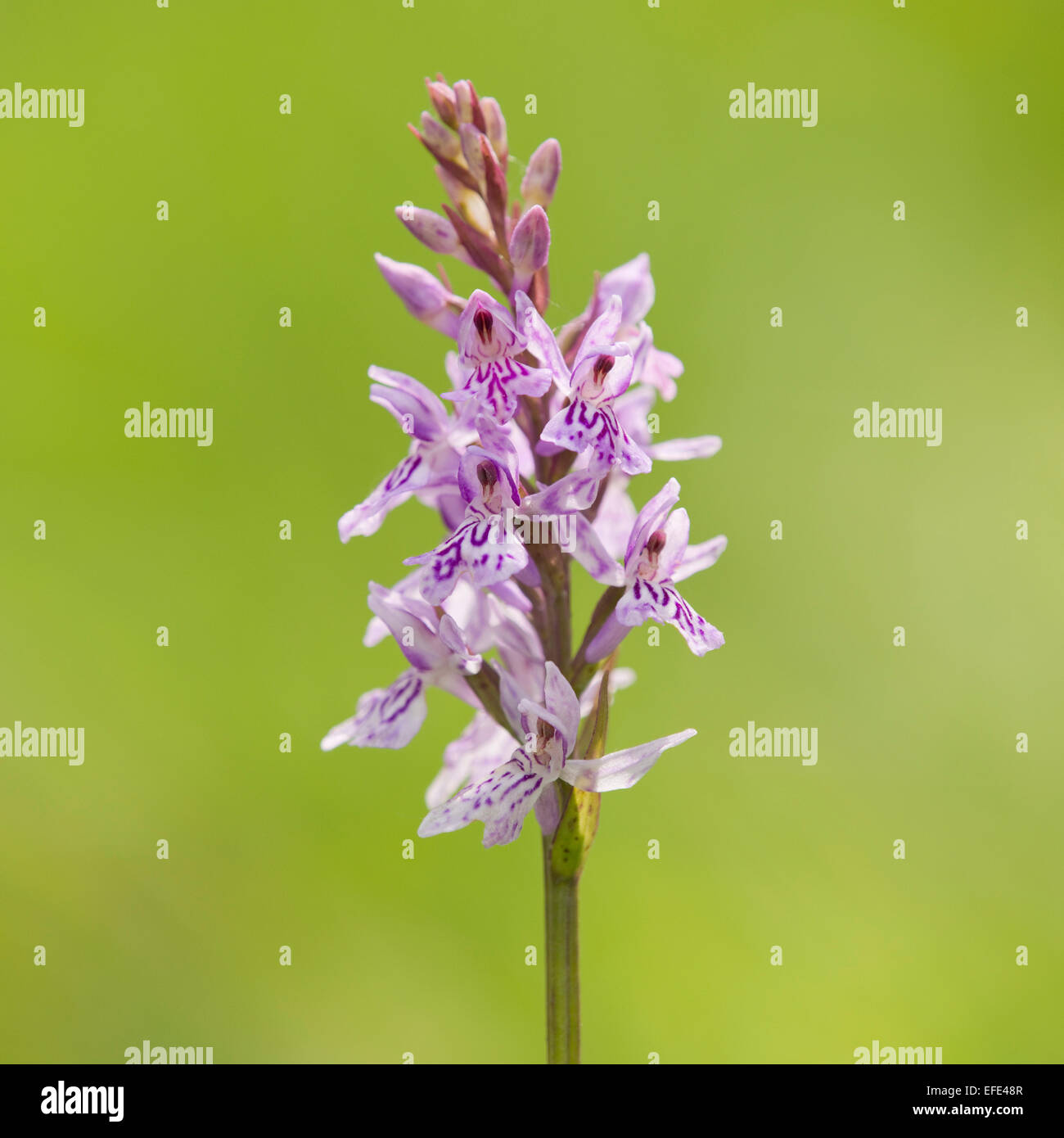 Gemeinsamen entdeckt Orchidee (Dactylorhiza Fuchsii), blühend, Thüringen, Deutschland Stockfoto