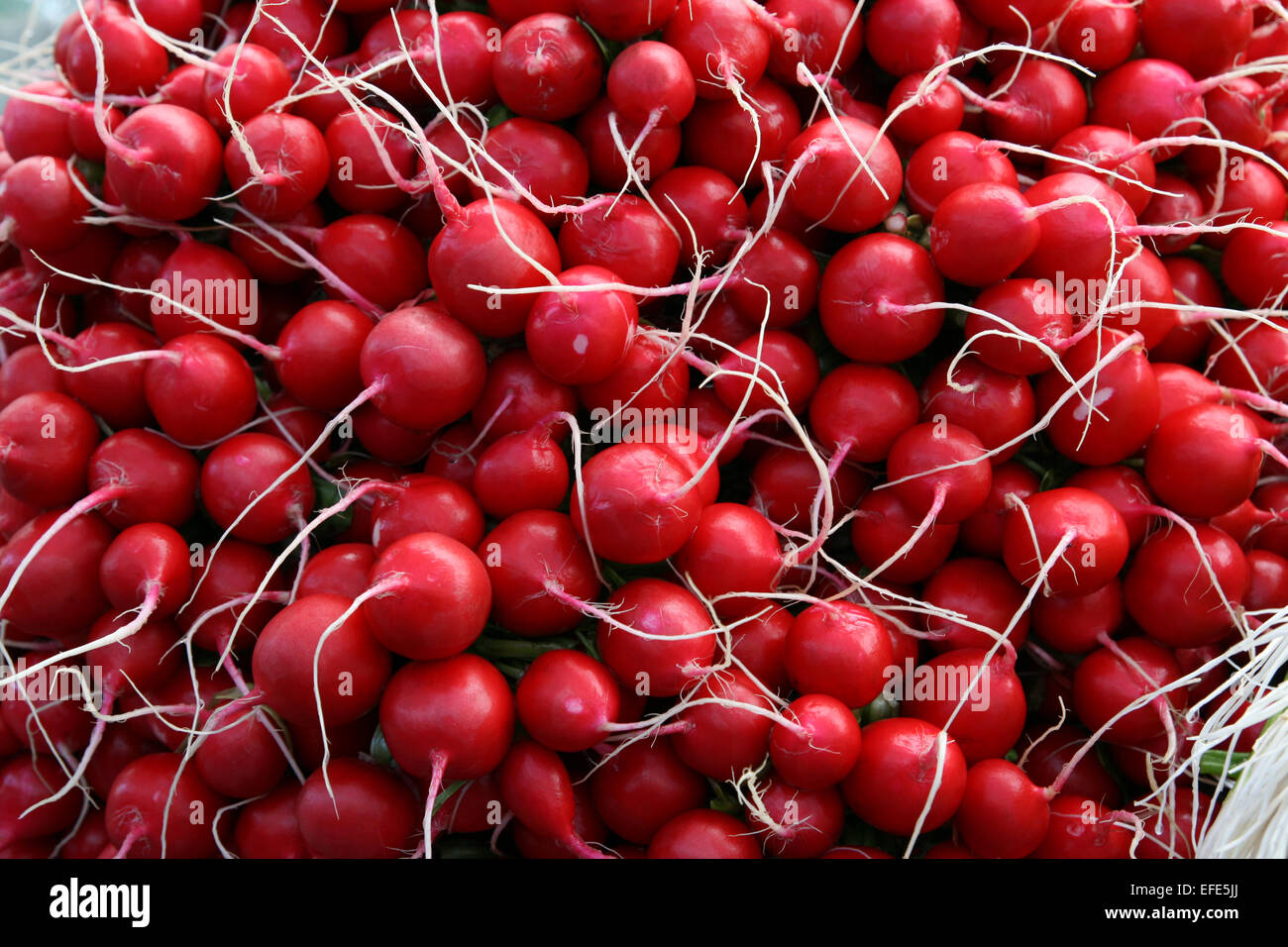 Rote Radieschen Stockfoto