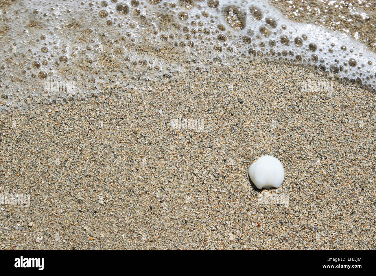 Sandstrand Mit Muschel Stockfoto