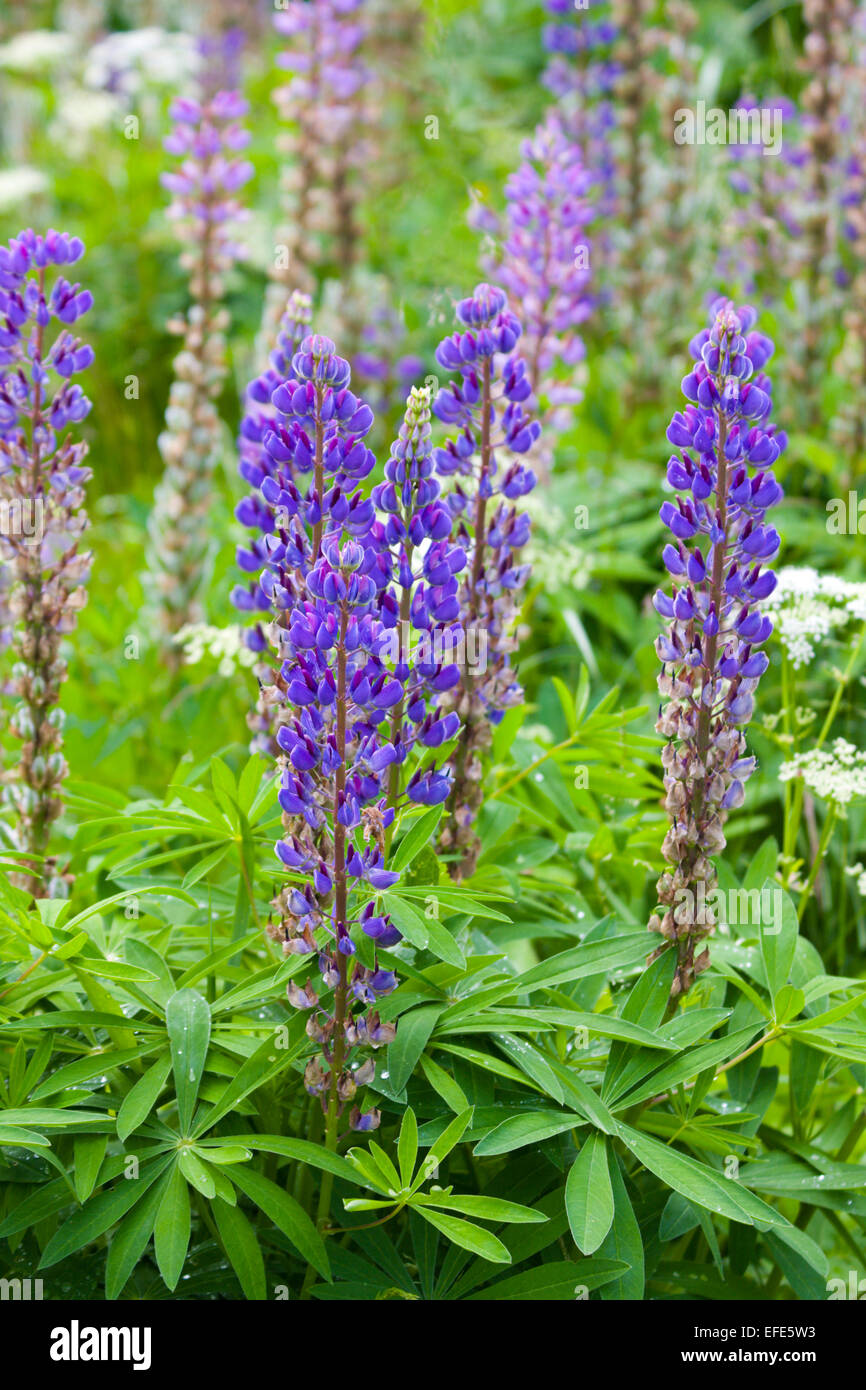lupine Blumenfeld Stockfoto
